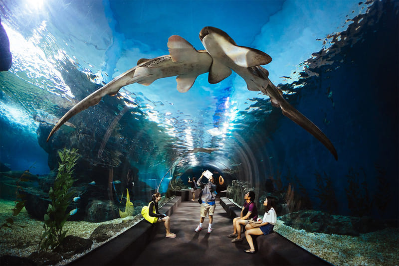 VÉ THUỶ CUNG LOTTE WORLD HÀ NỘI
